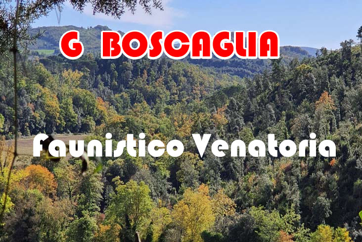 g boscaglia caccia al Cinghiale in toscana