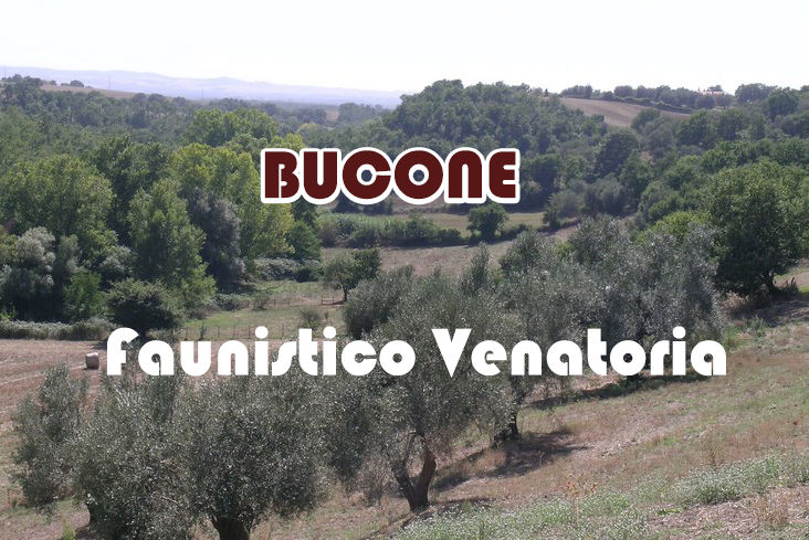 Bucone caccia nel lazio stanziale Cinghiale 