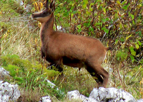 caccia al camoscio dei pirenei italia europa ungulati