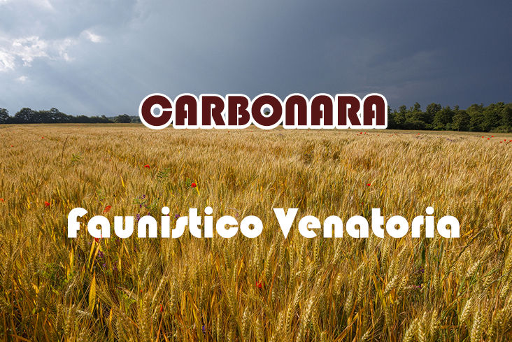 Carbonara caccia nel lazio stanziale Cinghiale