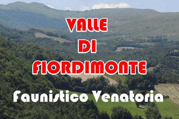 caccia al Cinghiale marche valle di fiordimonte