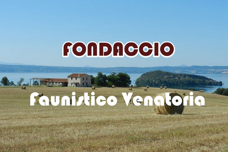 Fondaccio caccia nel lazio stanziale Cinghiale 