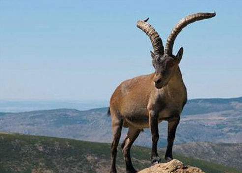 caccia all'ibex della sierra nevada italia europa ungulati